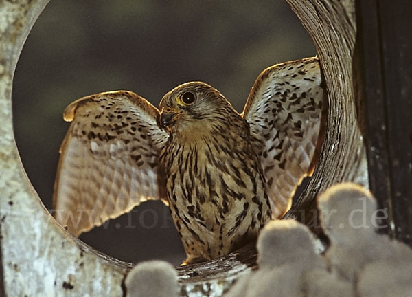 Turmfalke (Falco tinnunculus)