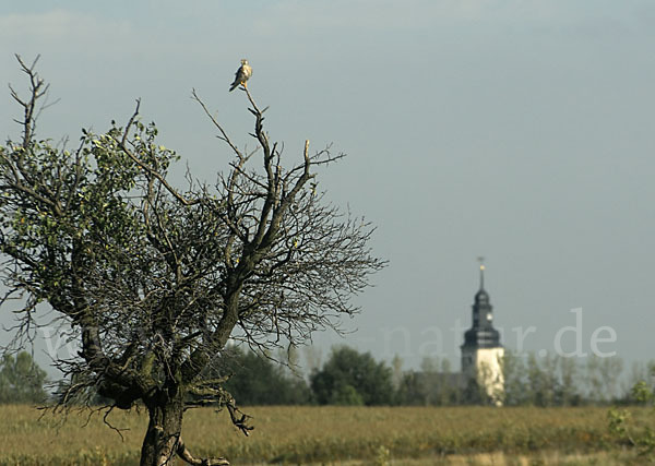 Turmfalke (Falco tinnunculus)