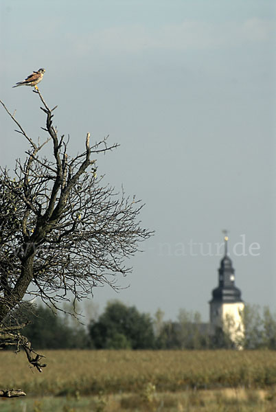 Turmfalke (Falco tinnunculus)