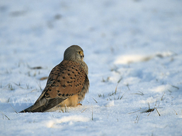 Turmfalke (Falco tinnunculus)