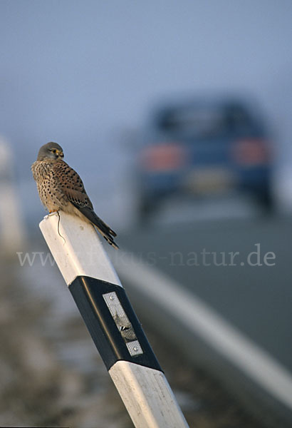 Turmfalke (Falco tinnunculus)