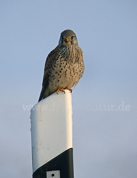 Turmfalke (Falco tinnunculus)