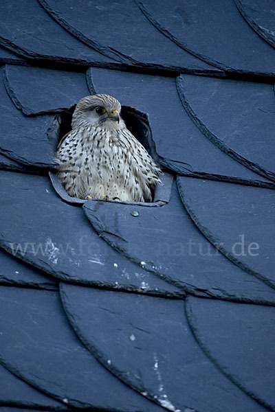 Turmfalke (Falco tinnunculus)