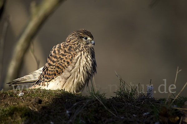 Turmfalke (Falco tinnunculus)