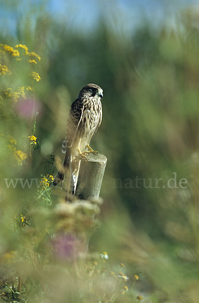 Turmfalke (Falco tinnunculus)