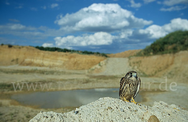 Turmfalke (Falco tinnunculus)