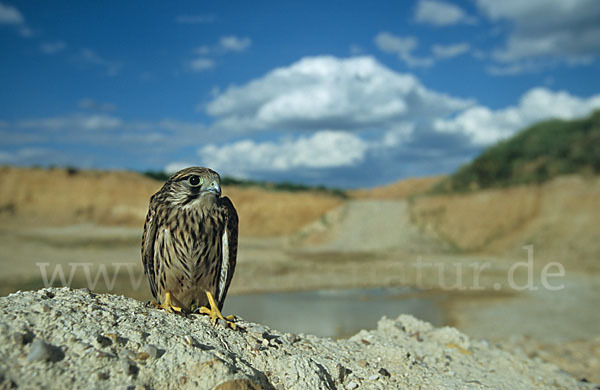 Turmfalke (Falco tinnunculus)