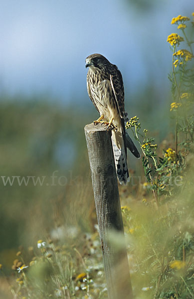 Turmfalke (Falco tinnunculus)