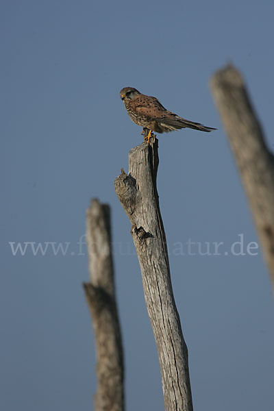 Turmfalke (Falco tinnunculus)