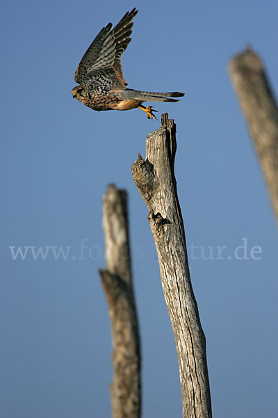 Turmfalke (Falco tinnunculus)