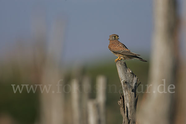 Turmfalke (Falco tinnunculus)