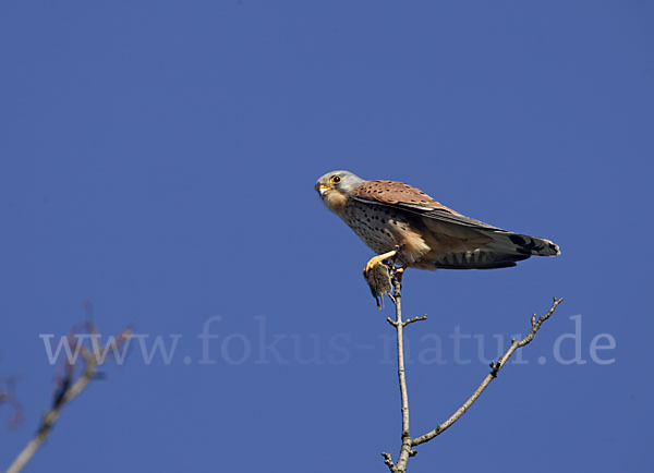 Turmfalke (Falco tinnunculus)