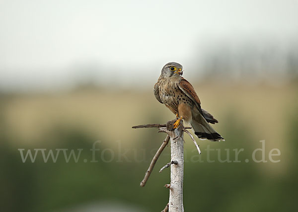 Turmfalke (Falco tinnunculus)