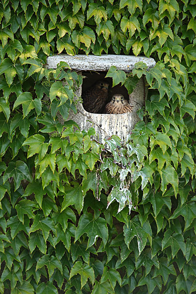 Turmfalke (Falco tinnunculus)