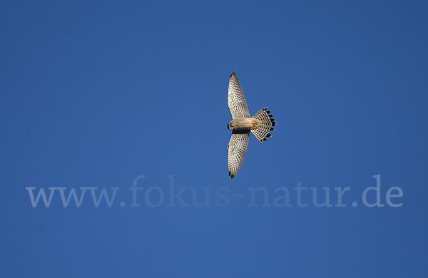 Turmfalke (Falco tinnunculus)