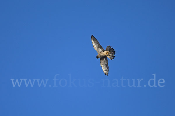 Turmfalke (Falco tinnunculus)