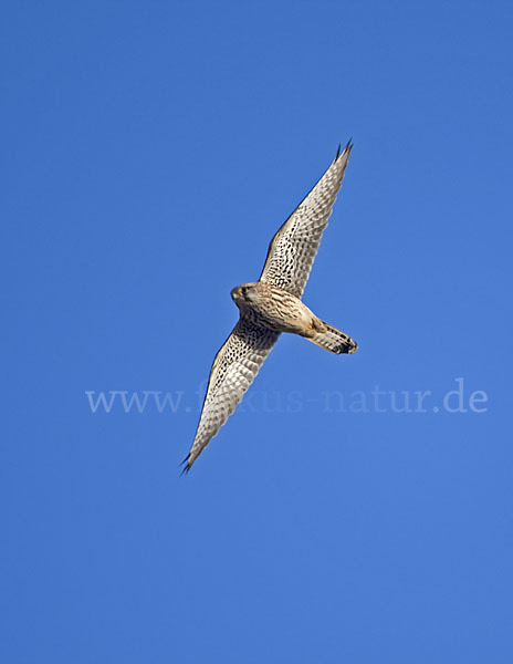 Turmfalke (Falco tinnunculus)