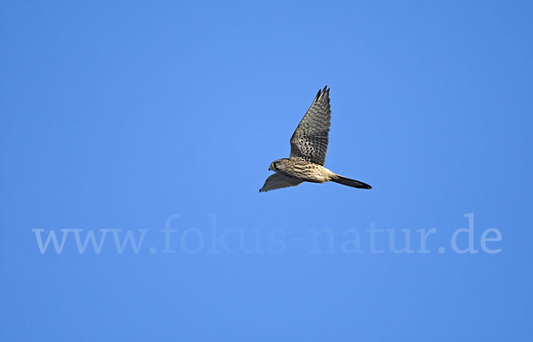 Turmfalke (Falco tinnunculus)