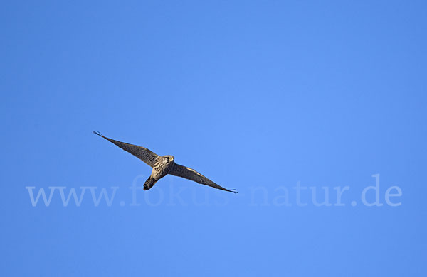 Turmfalke (Falco tinnunculus)