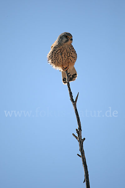 Turmfalke (Falco tinnunculus)