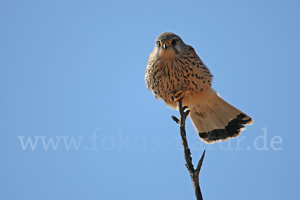 Turmfalke (Falco tinnunculus)