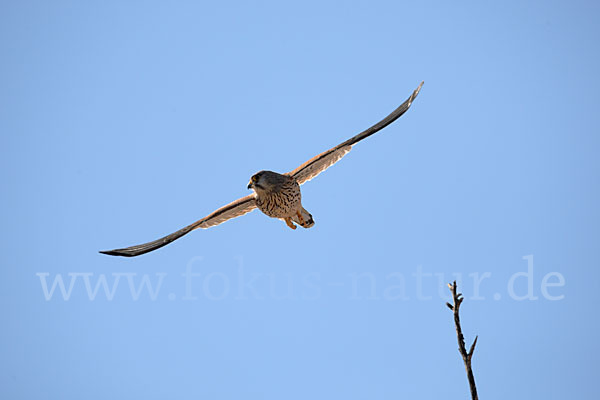 Turmfalke (Falco tinnunculus)