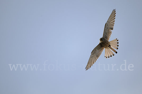 Turmfalke (Falco tinnunculus)