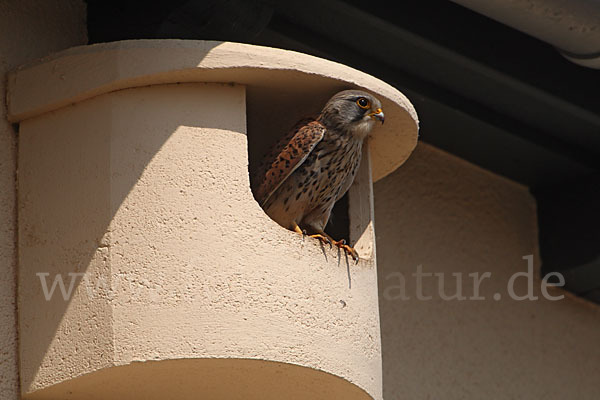 Turmfalke (Falco tinnunculus)