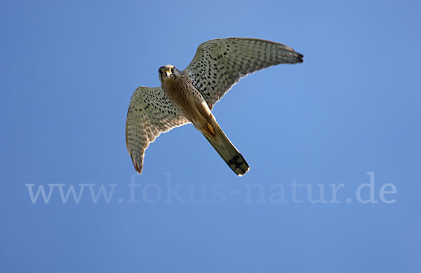 Turmfalke (Falco tinnunculus)