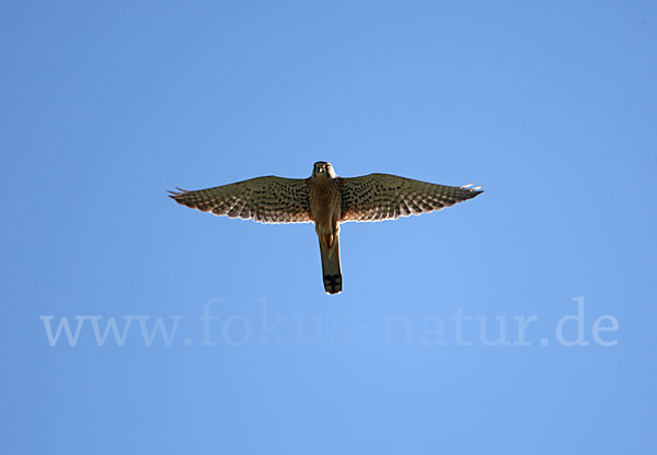 Turmfalke (Falco tinnunculus)