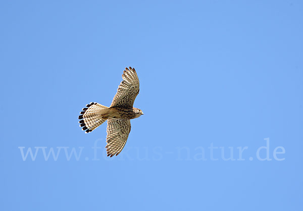 Turmfalke (Falco tinnunculus)