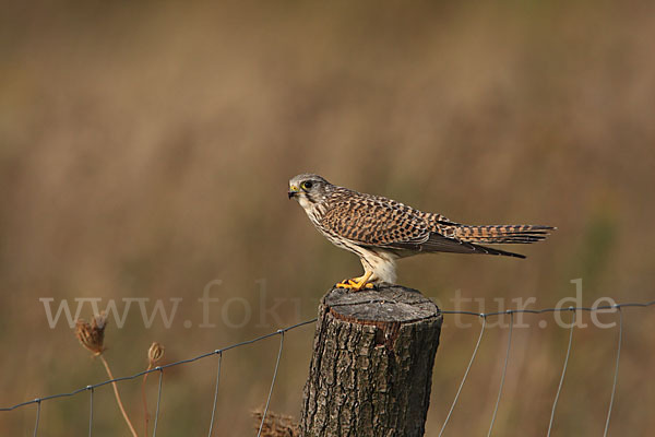 Turmfalke (Falco tinnunculus)