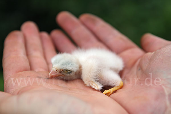 Turmfalke (Falco tinnunculus)