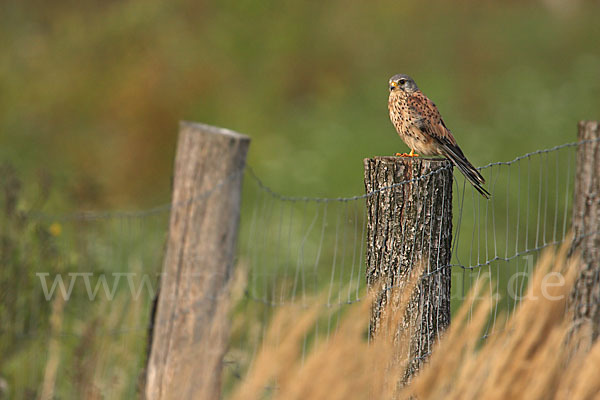 Turmfalke (Falco tinnunculus)