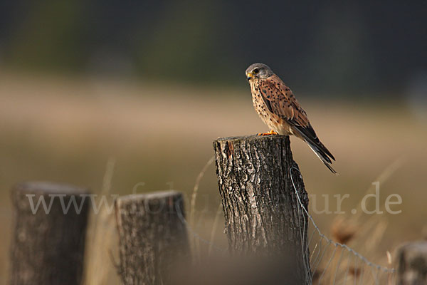 Turmfalke (Falco tinnunculus)