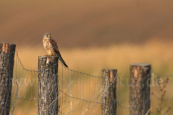 Turmfalke (Falco tinnunculus)