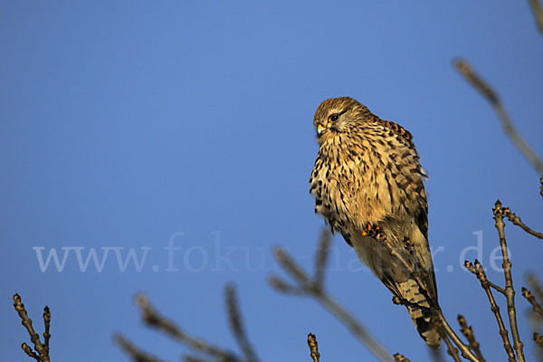 Turmfalke (Falco tinnunculus)