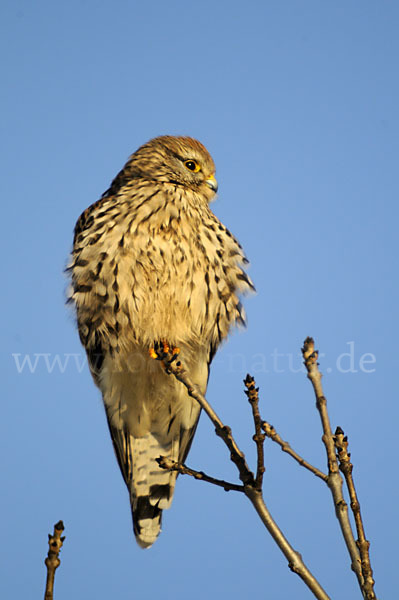 Turmfalke (Falco tinnunculus)