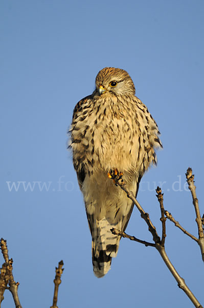 Turmfalke (Falco tinnunculus)