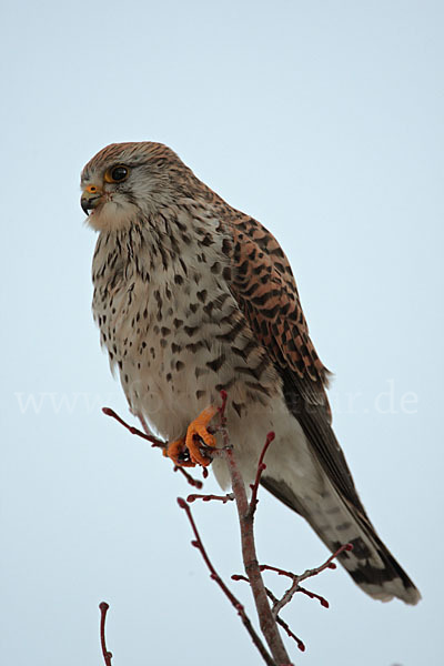 Turmfalke (Falco tinnunculus)