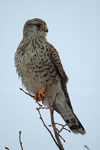 Turmfalke (Falco tinnunculus)