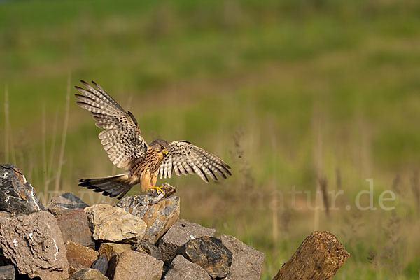 Turmfalke (Falco tinnunculus)