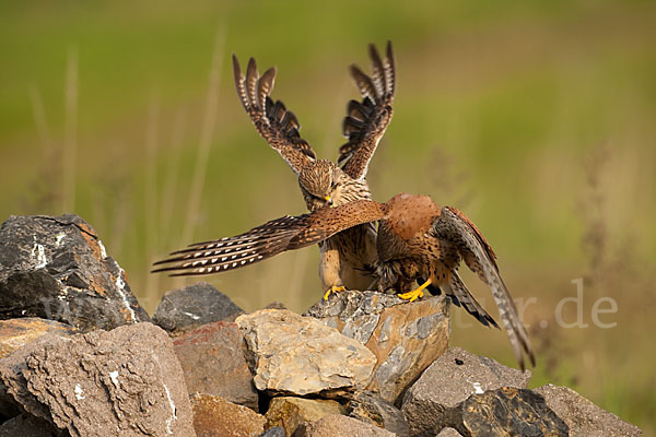 Turmfalke (Falco tinnunculus)