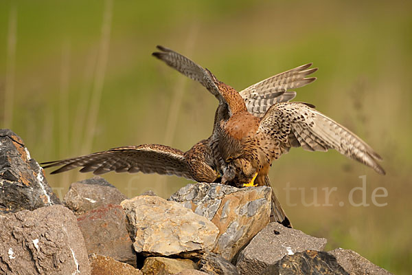 Turmfalke (Falco tinnunculus)