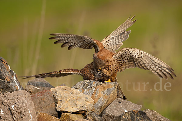 Turmfalke (Falco tinnunculus)