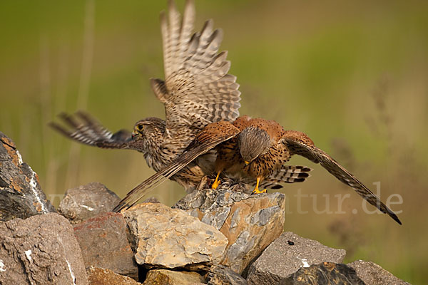 Turmfalke (Falco tinnunculus)