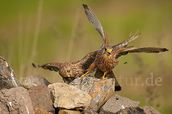 Turmfalke (Falco tinnunculus)