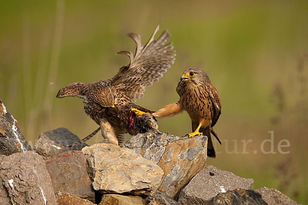 Turmfalke (Falco tinnunculus)