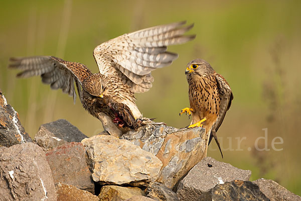 Turmfalke (Falco tinnunculus)