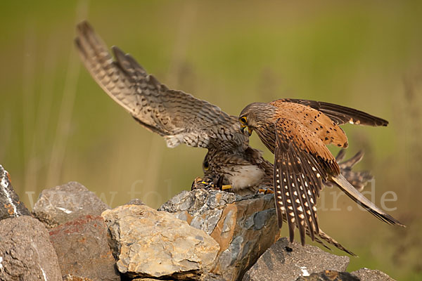 Turmfalke (Falco tinnunculus)